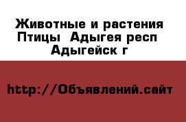 Животные и растения Птицы. Адыгея респ.,Адыгейск г.